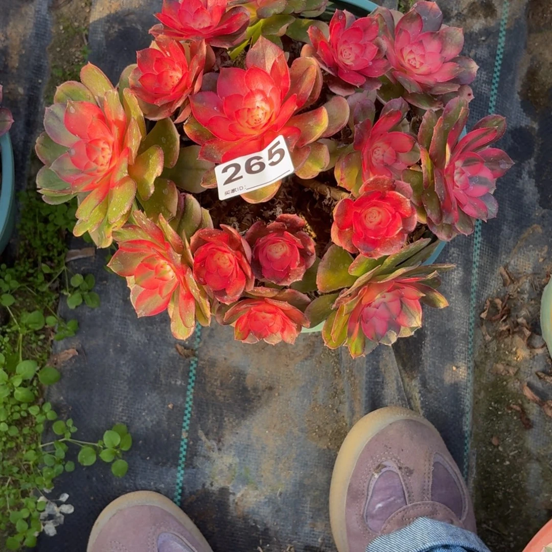 265荔枝多肉植物3867