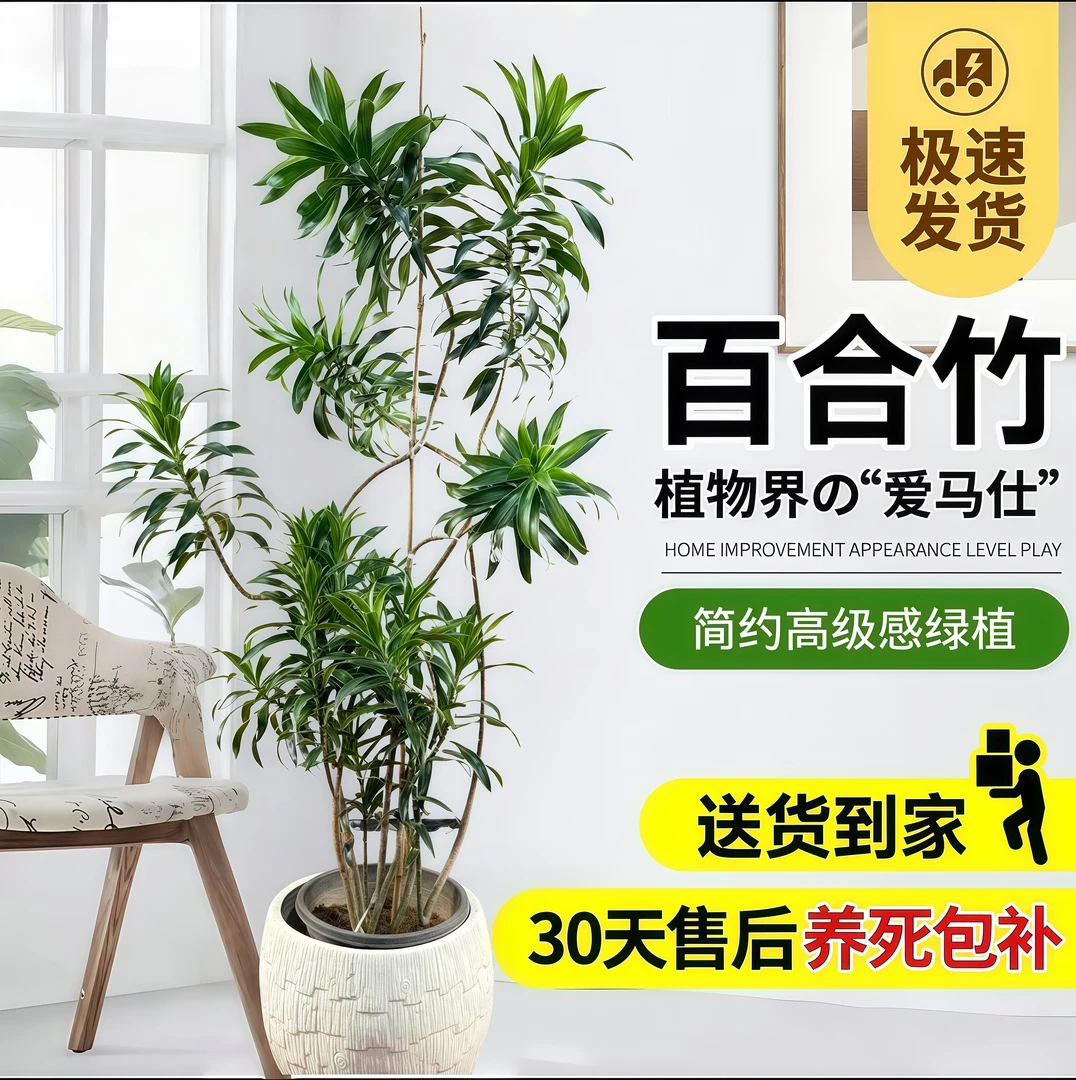 翡翠百合竹室内外大型盆栽鲜活好养网红ins风净化空气绿植