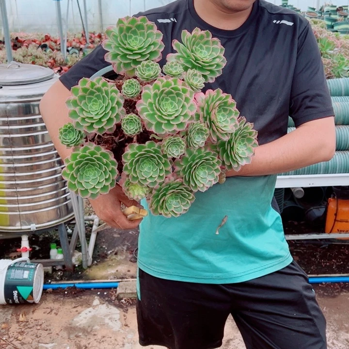 大颗海王多肉法师