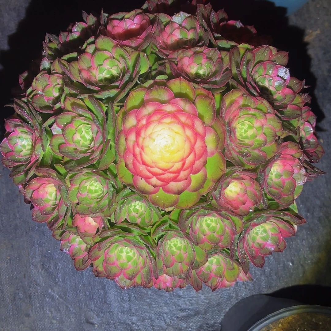 思***痛海王多肉植物一颗