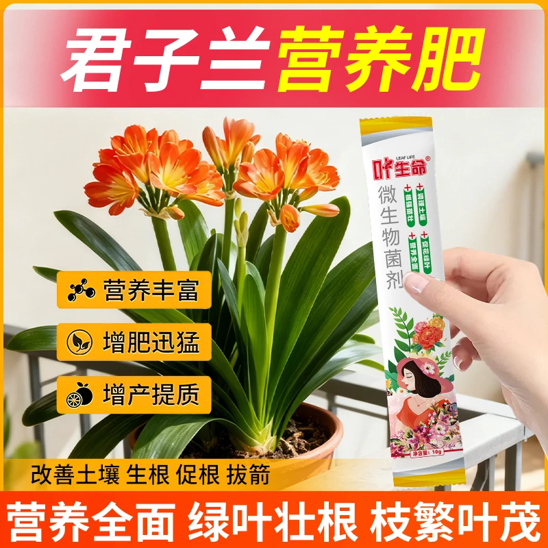 君子兰叶生命专用君子兰促根拔箭专用微生物营养肥绿植通用