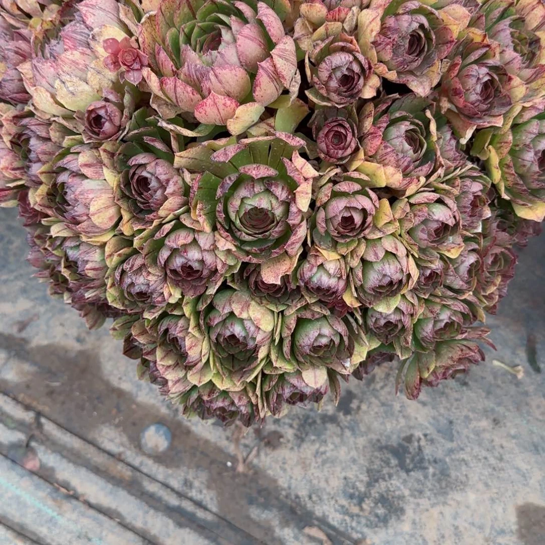 奕****福7569万拉丝多肉多肉