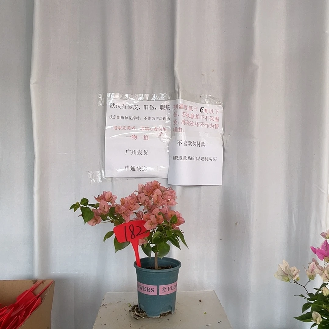 当前无花栽培后可以开花182日落扦插苗