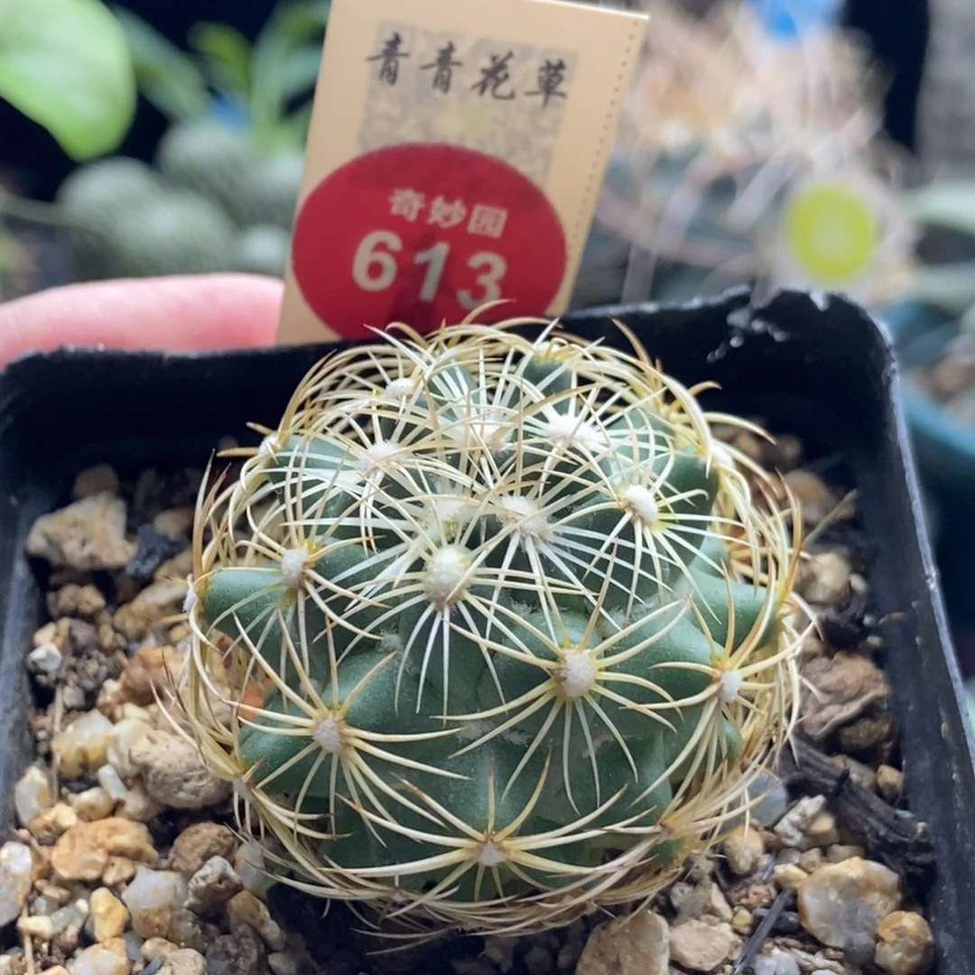 实生金刺狮子奋迅3.9cm