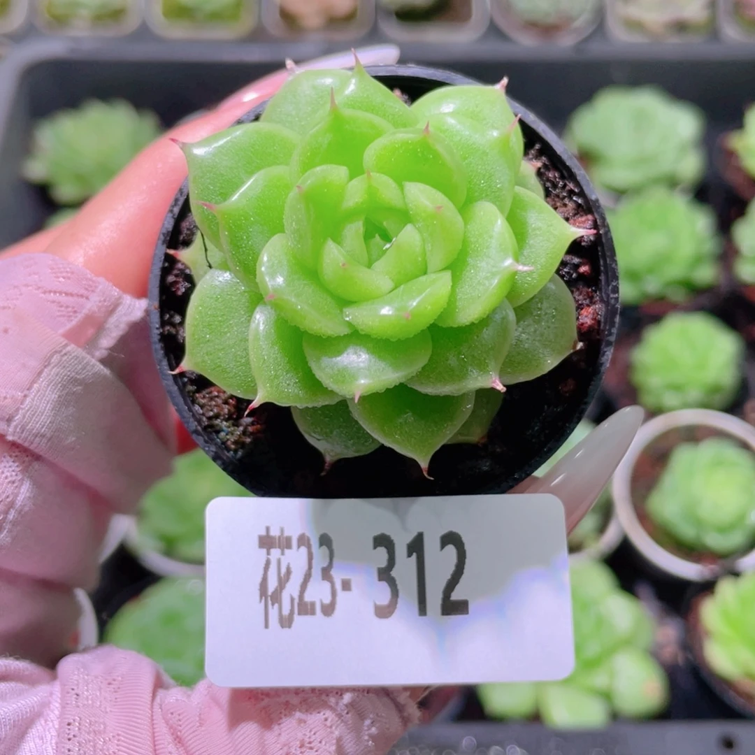 花利美23-312麦秆