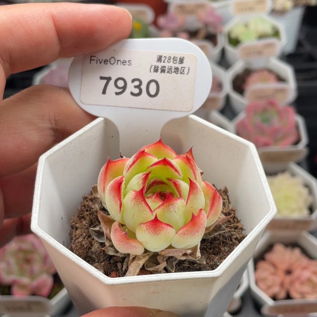 勾魂仙子 7930-4厘米