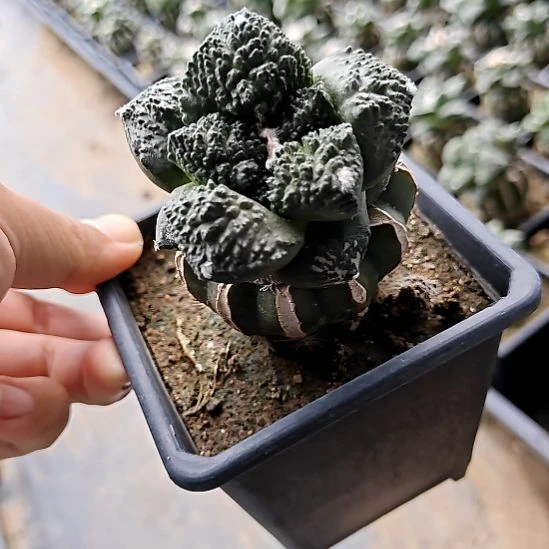 草球苗接哥斯拉牡丹