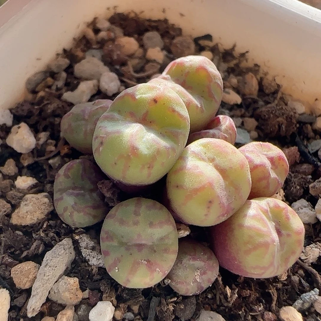 28包邮脱土发货26495