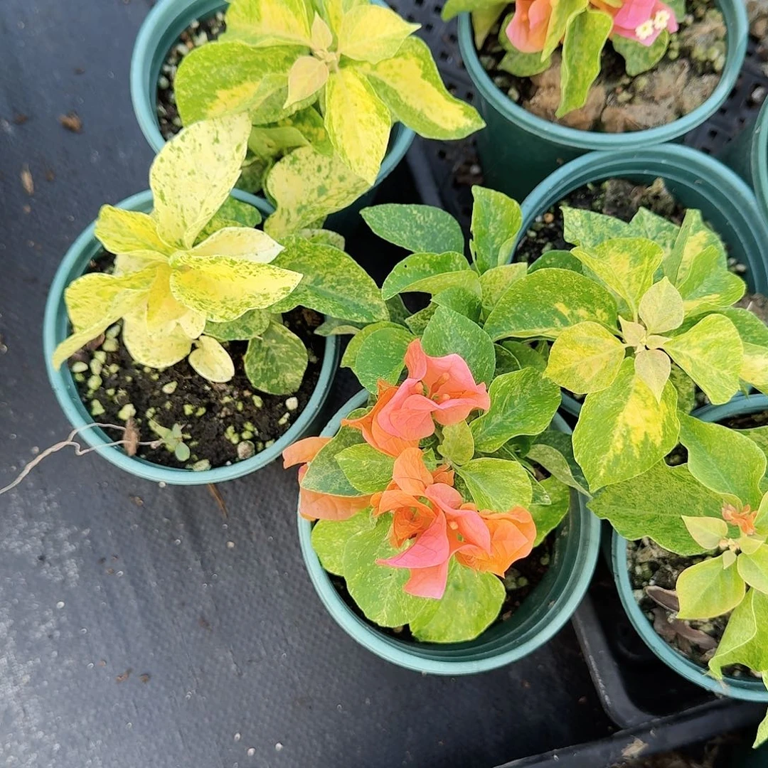 完全开放橙钻和粉钻