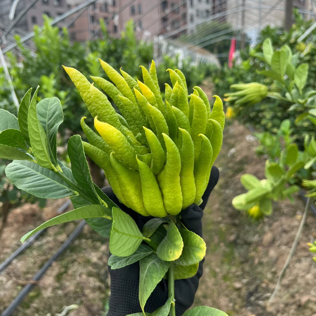 金华佛手鲜果佛手可清供可泡茶泡酒可食用切片蜜饯原料产地直供