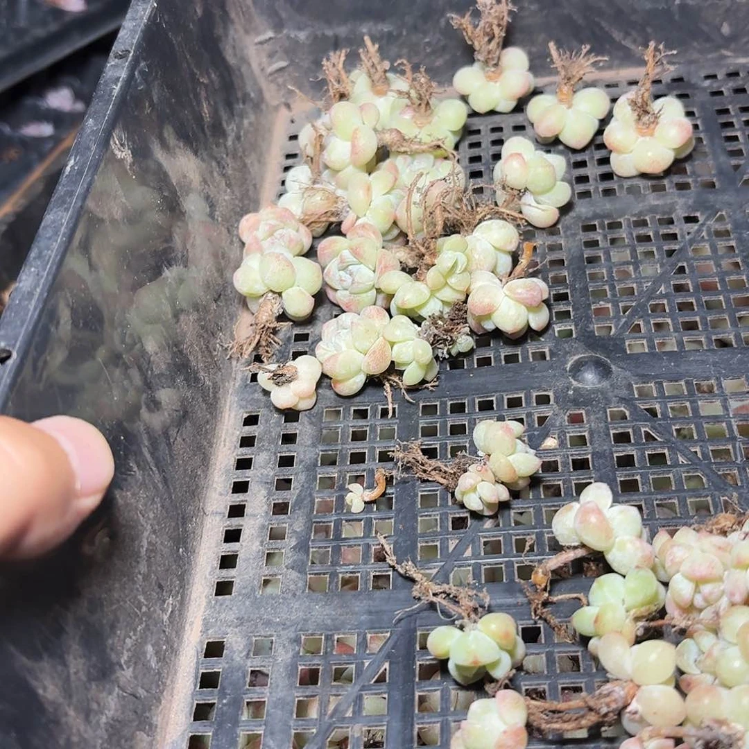 莲*多肉小卡卡米40颗