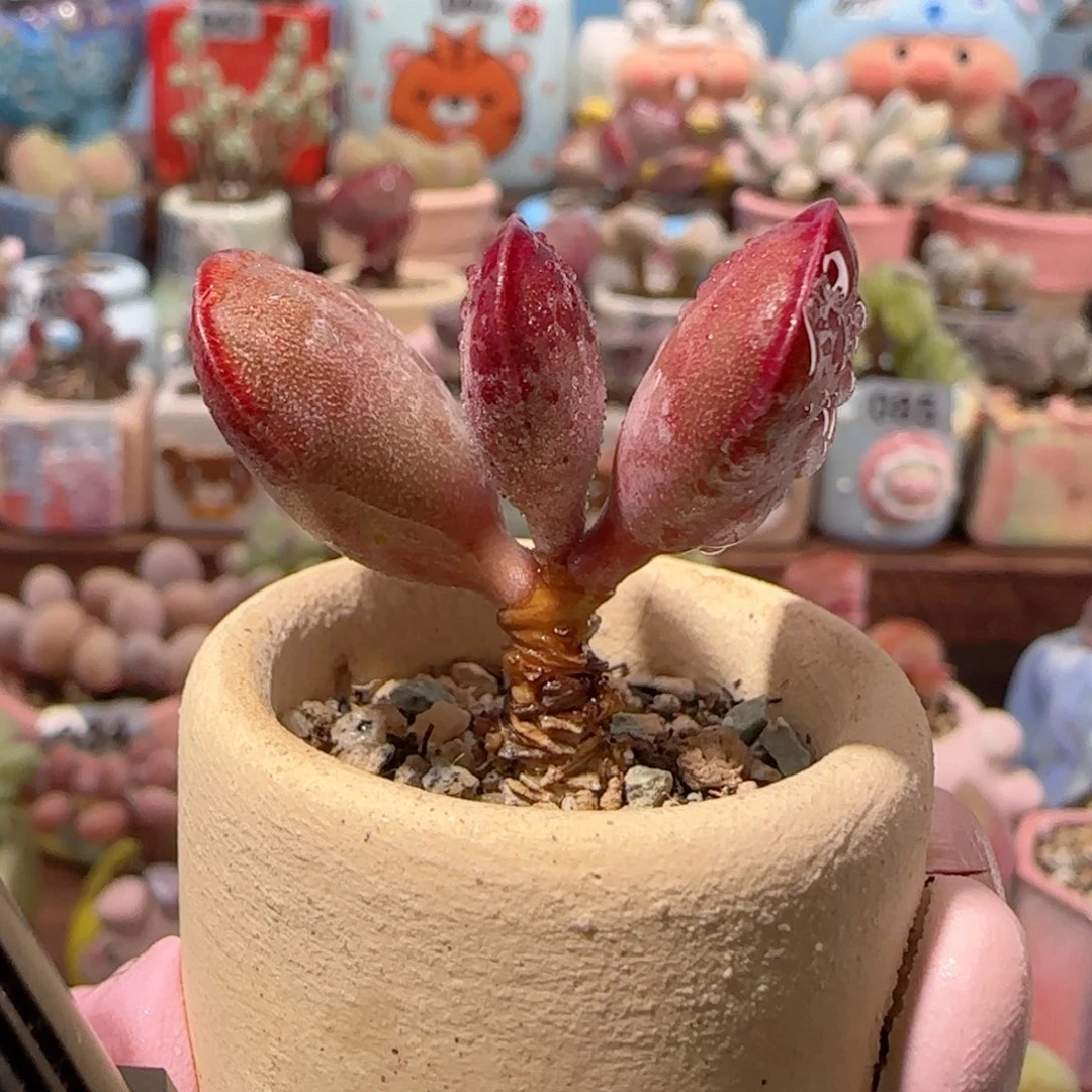 T爱心水泡盆口2.5cm