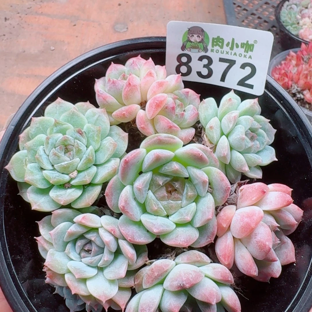 多肉植物多肉植物