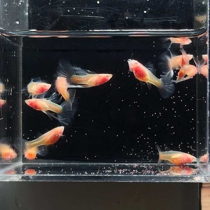 孔雀鱼练手鱼10条