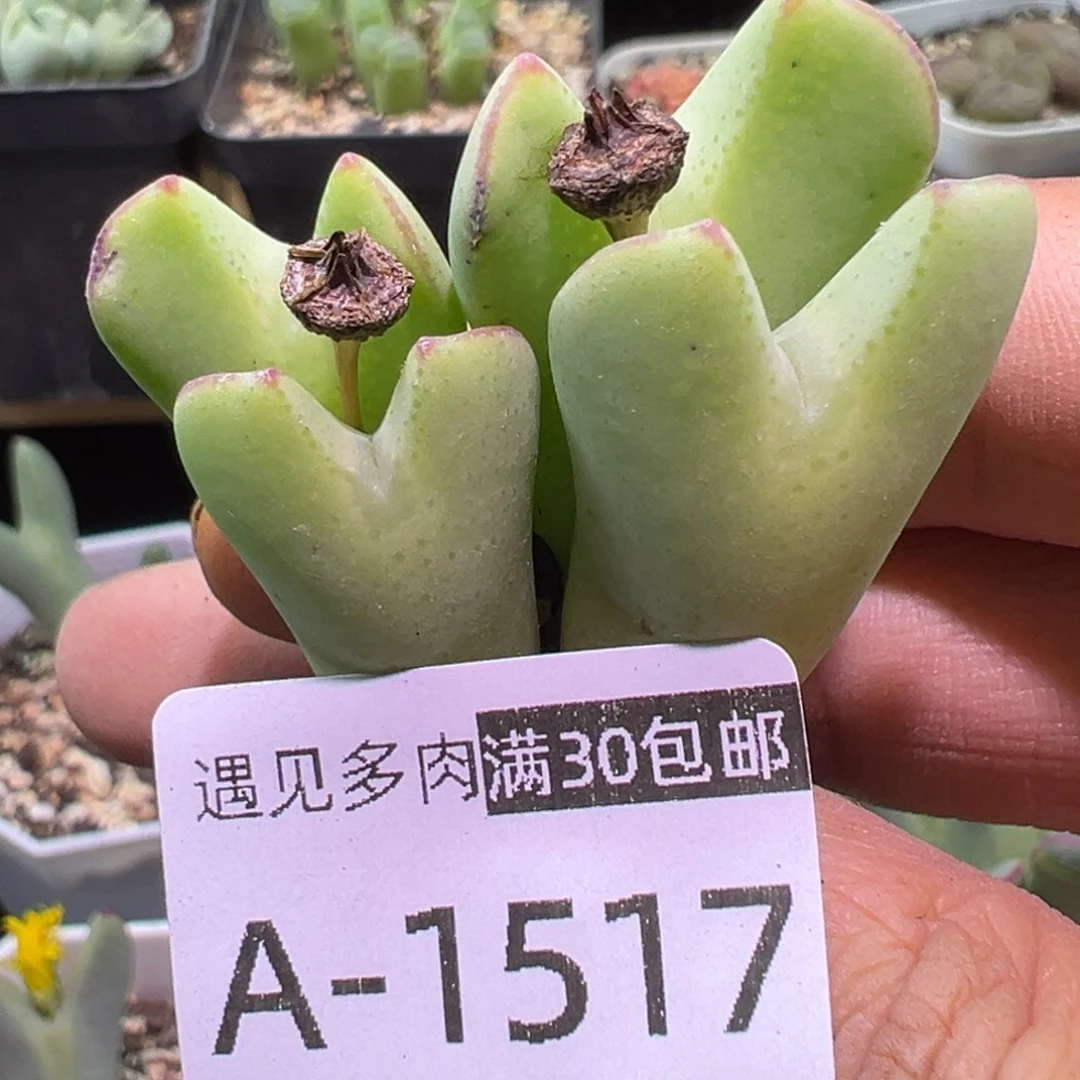 多肉植物11111111111