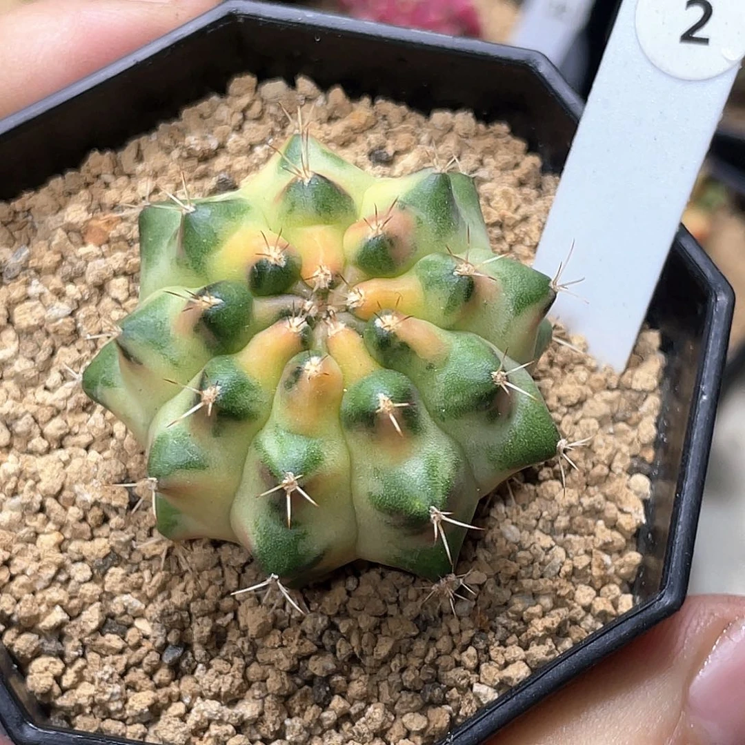 当前无花朵，栽培后可花朵