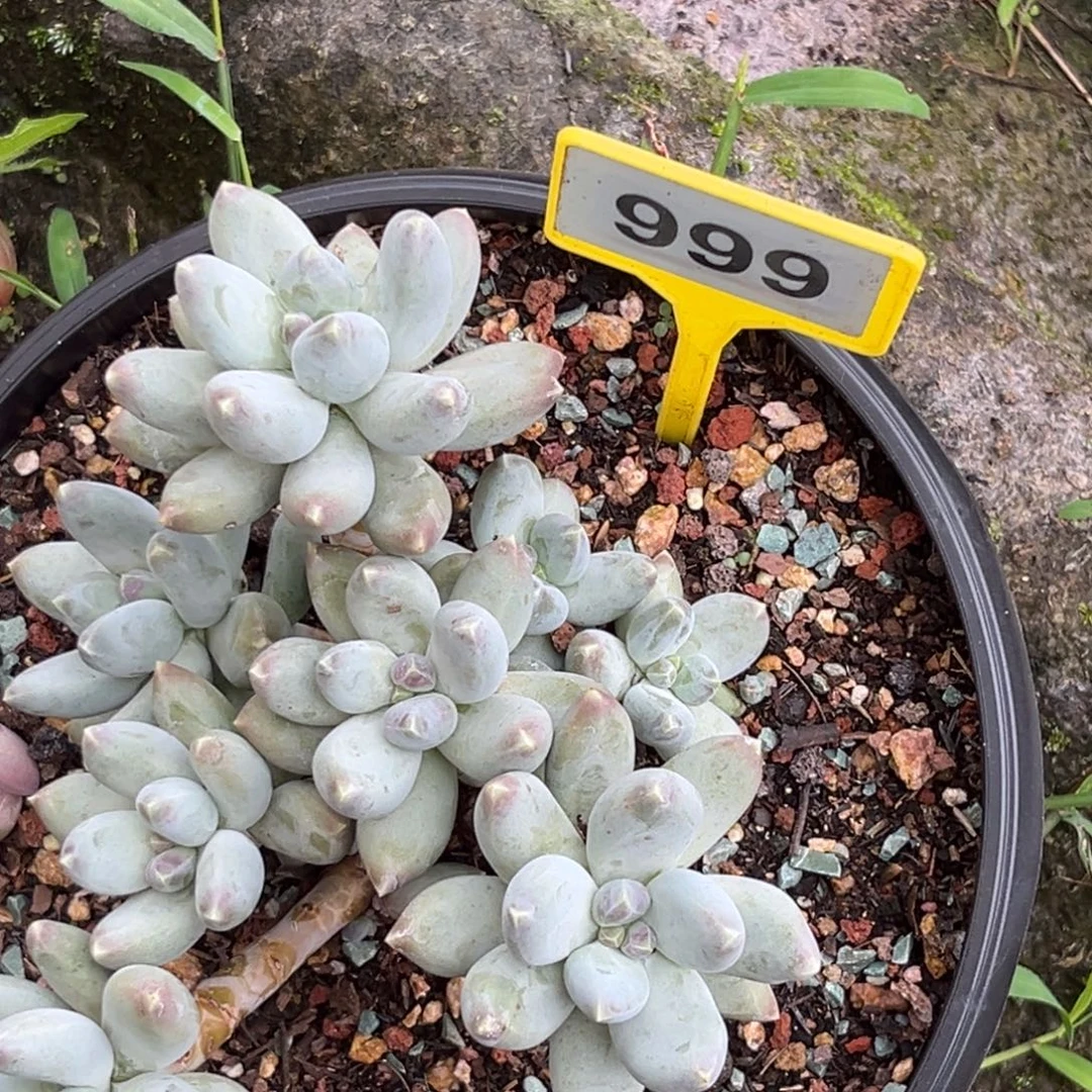 多肉植物星空美人999