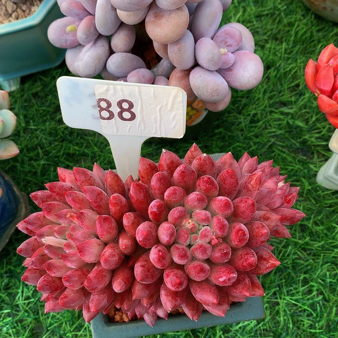 玉***金虞美人多肉植物7373737