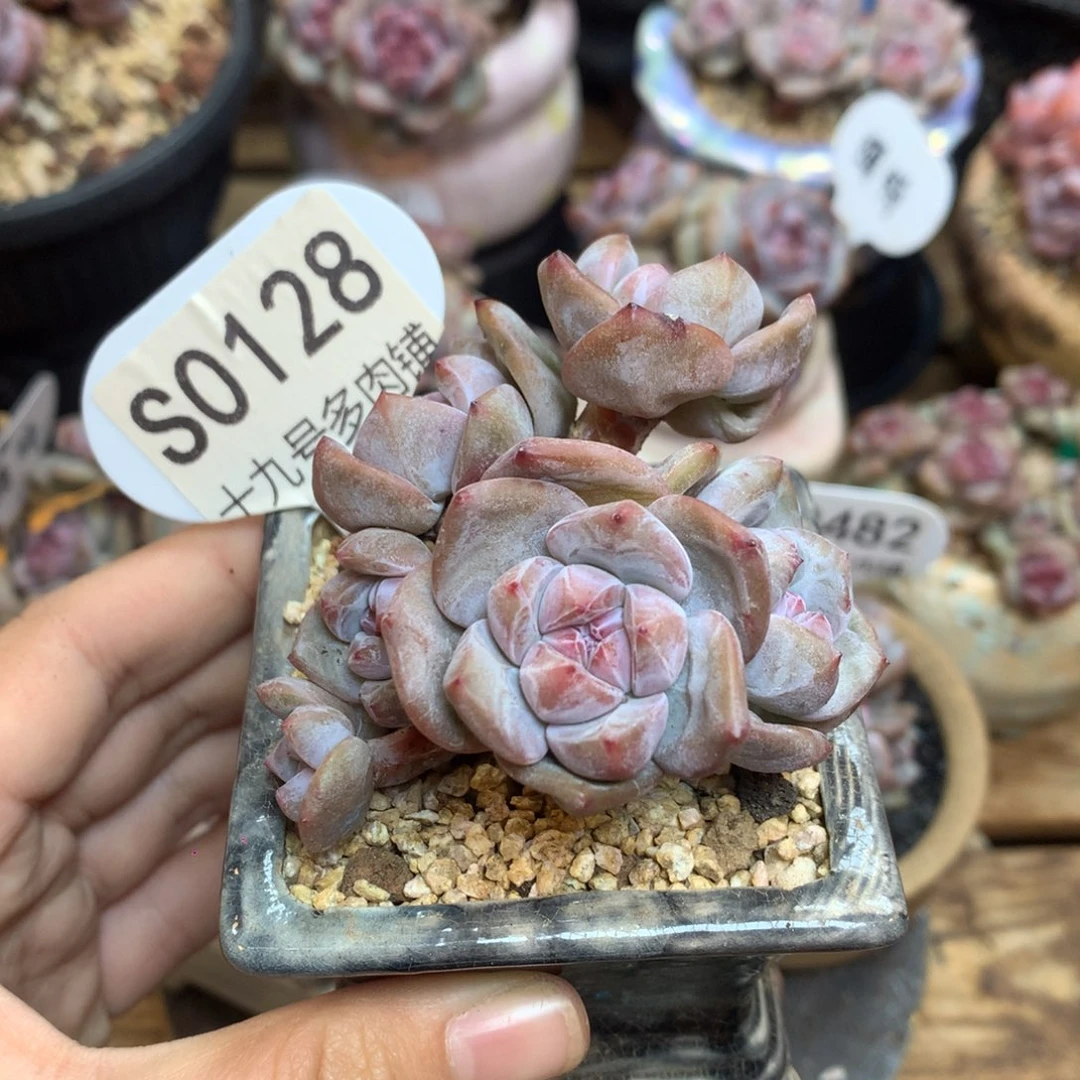 S0128 突尼斯 小树 背景同款