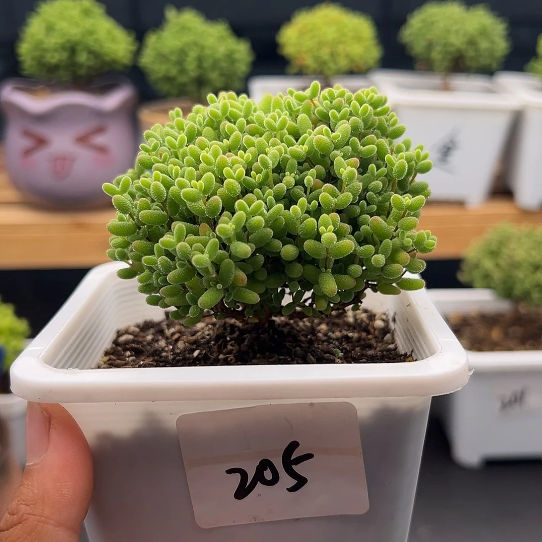 205号福利特5.10多肉密橘