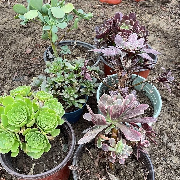 六棵花花六棵套餐