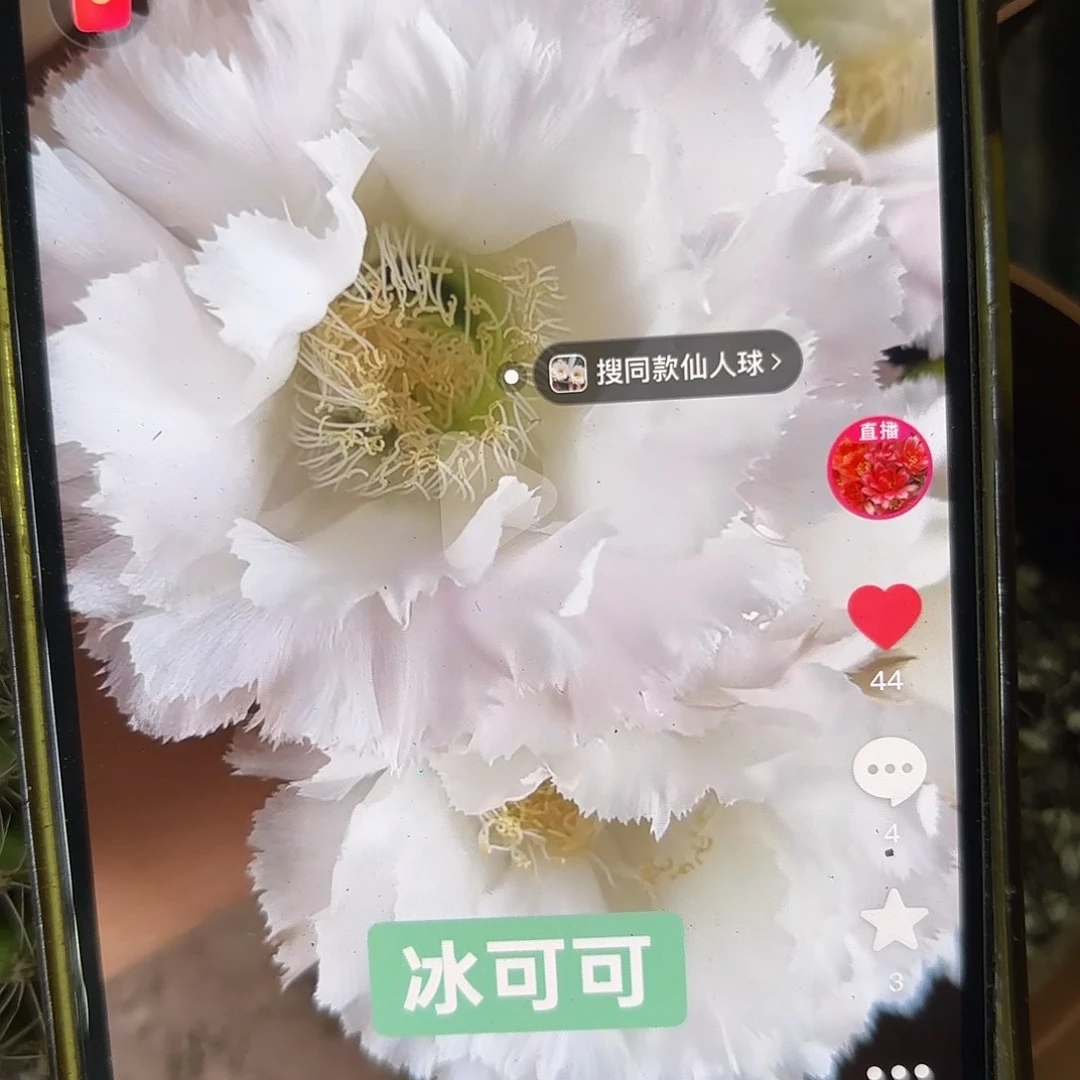 带根冰可可彩20包邮仙人球