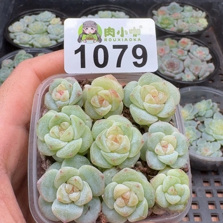 多肉植物多肉植物
