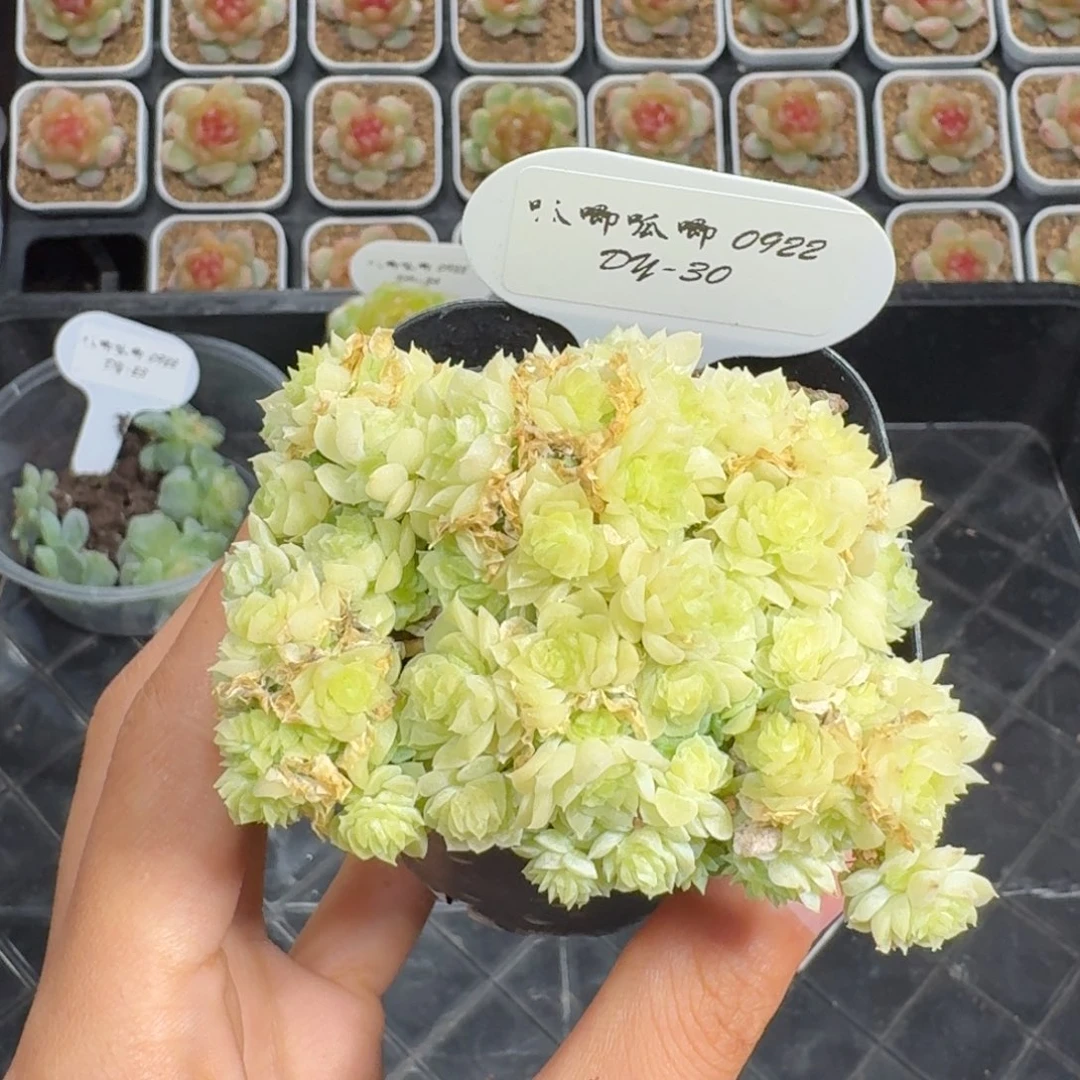 0922-30-麦秆群生一颗