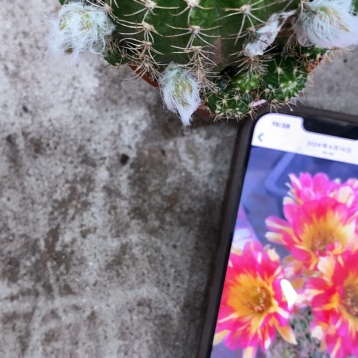 火凤凰丽花,5-8公分左右
