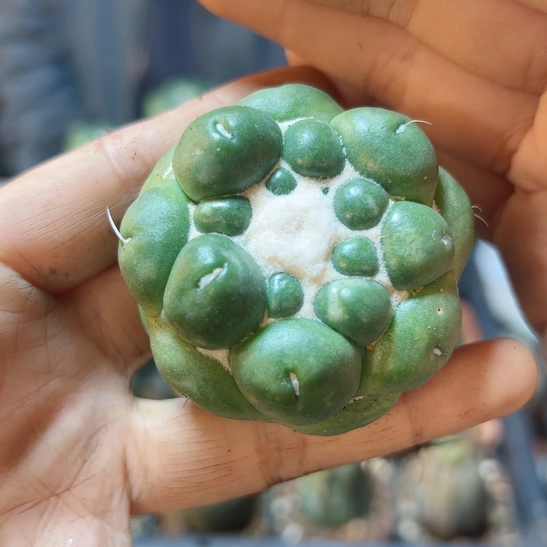 萝卜根蜘蛛眼4.9公分带盆