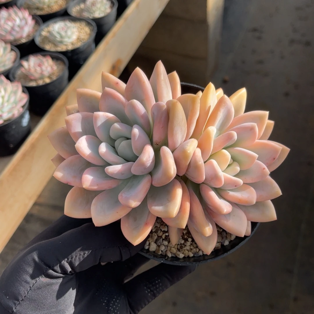 奥普锦一物一拍不支持退换