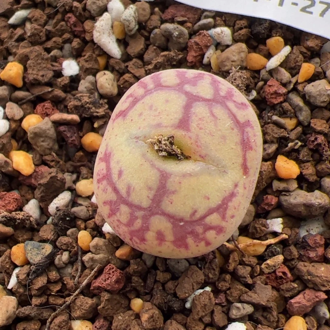 0501号 毛杂多肉植物