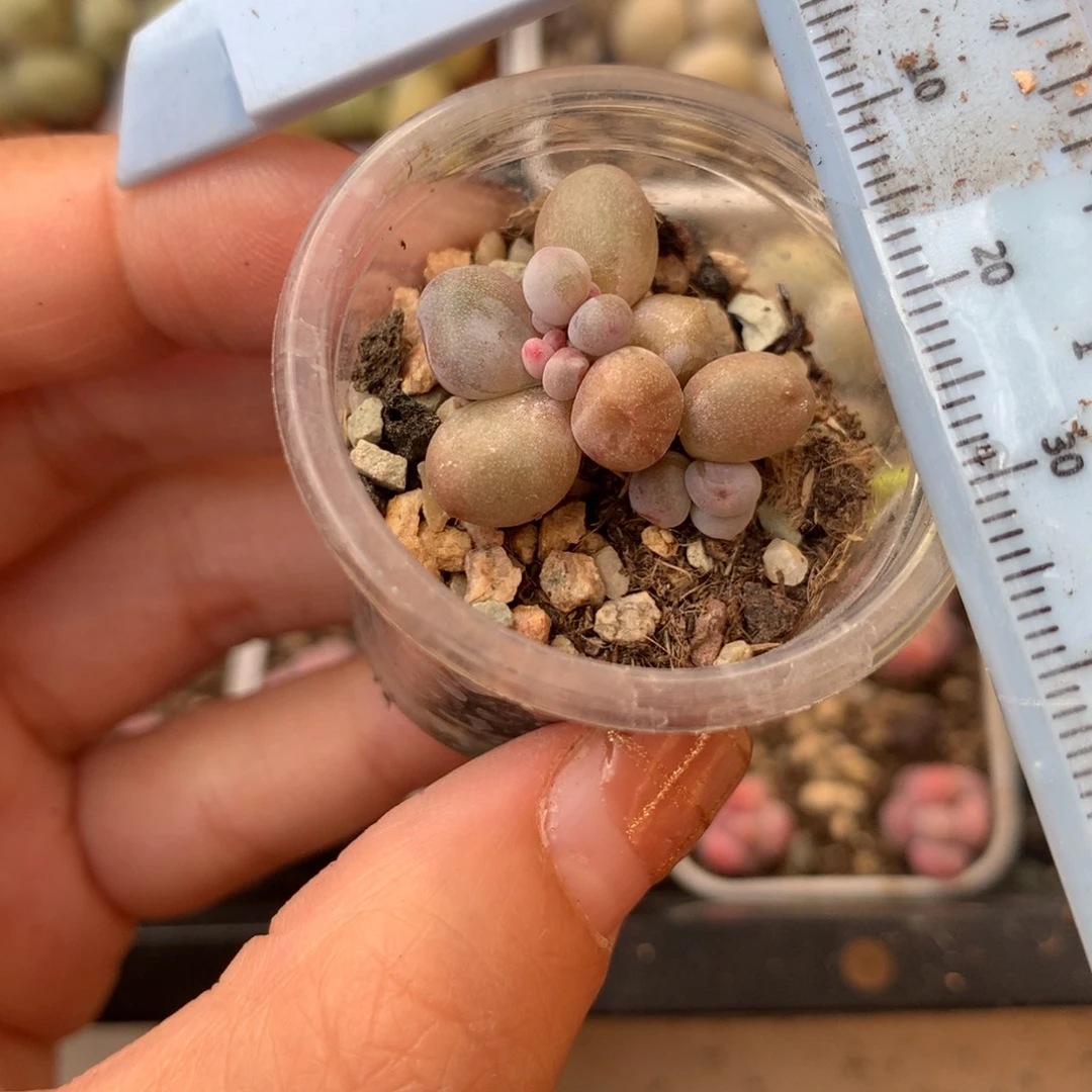 蛋黄奶概率大点哈 不凑满28元发一片叶 不售后 到付