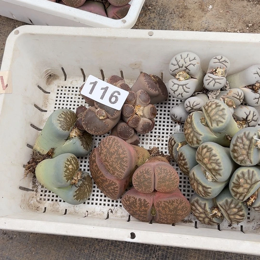 可***燚生石花一物一拍5颗116