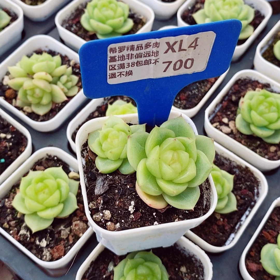 J****e流心扶摇4-5cm多肉植物