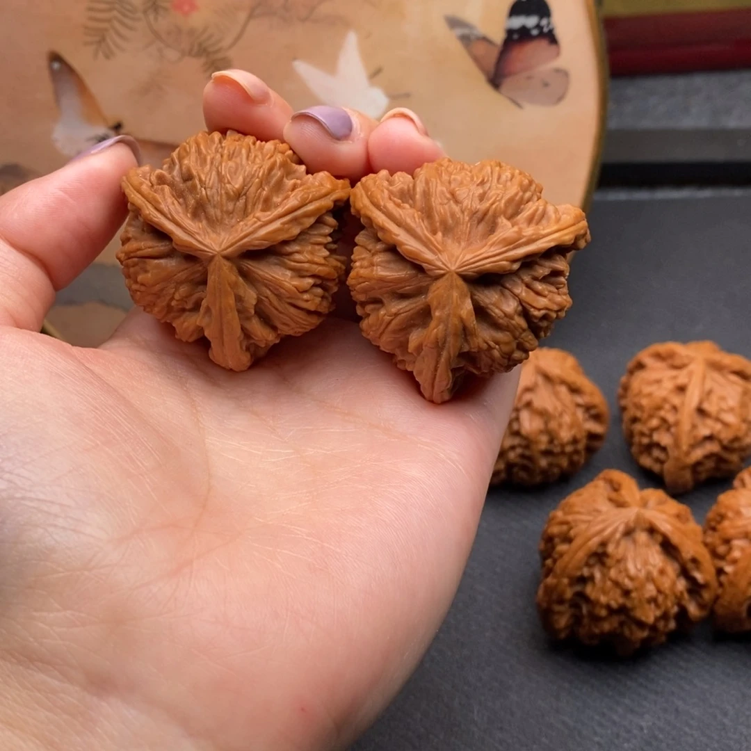 C*白狮子1111111111