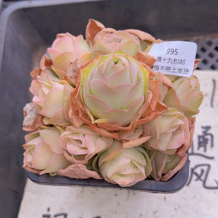 995 裸根不带土发货不包损橙帕