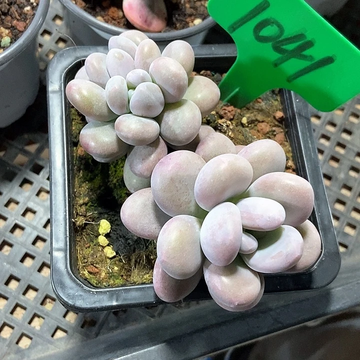 多肉植物1041多肉