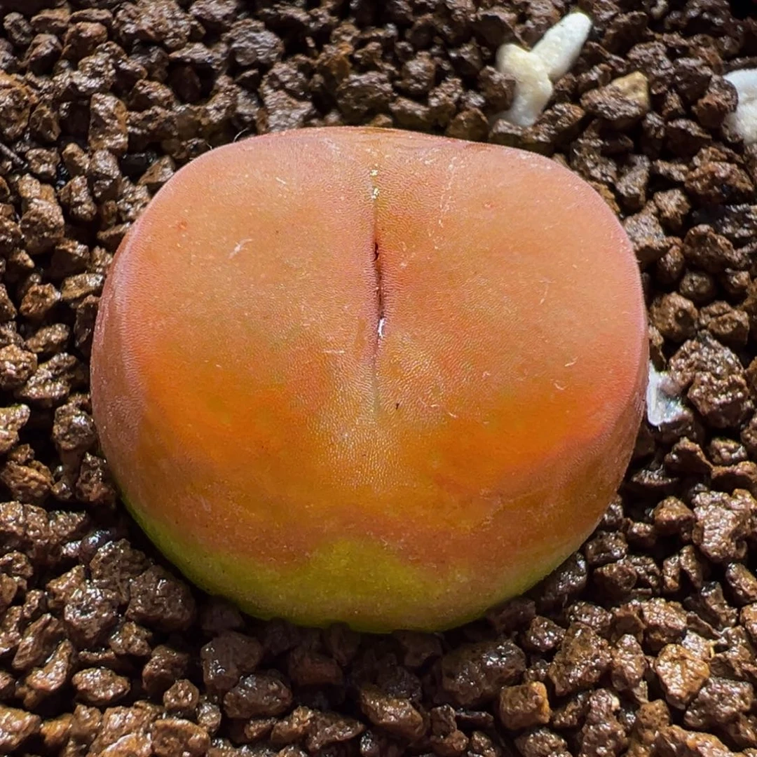 112多肉植物种类多样