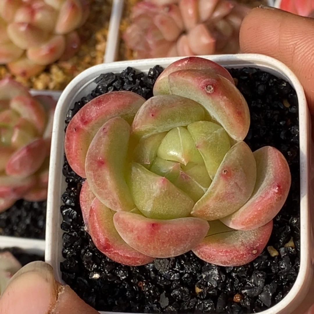 天官赐福百无禁忌