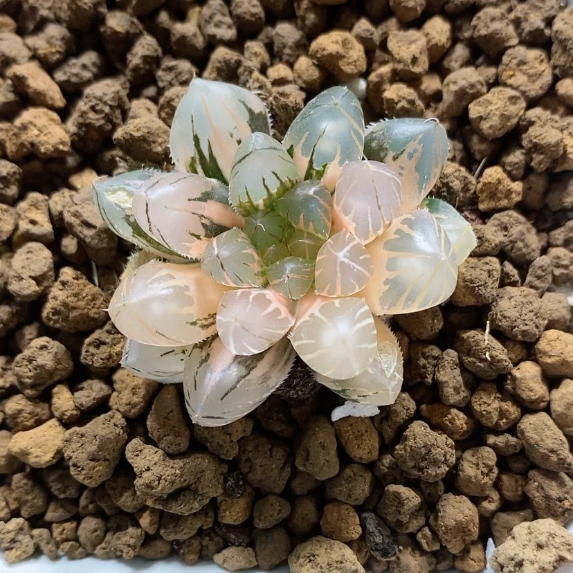 【闪购商品】85霓虹灯玉露锦