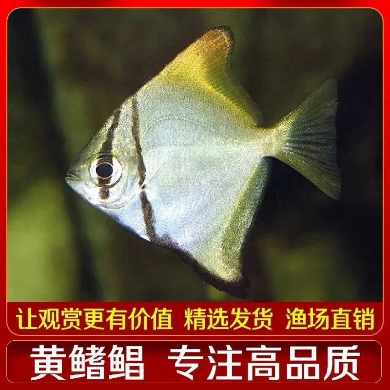 黄鳍鲳鱼群游鱼1条3-4厘米（三单发货）