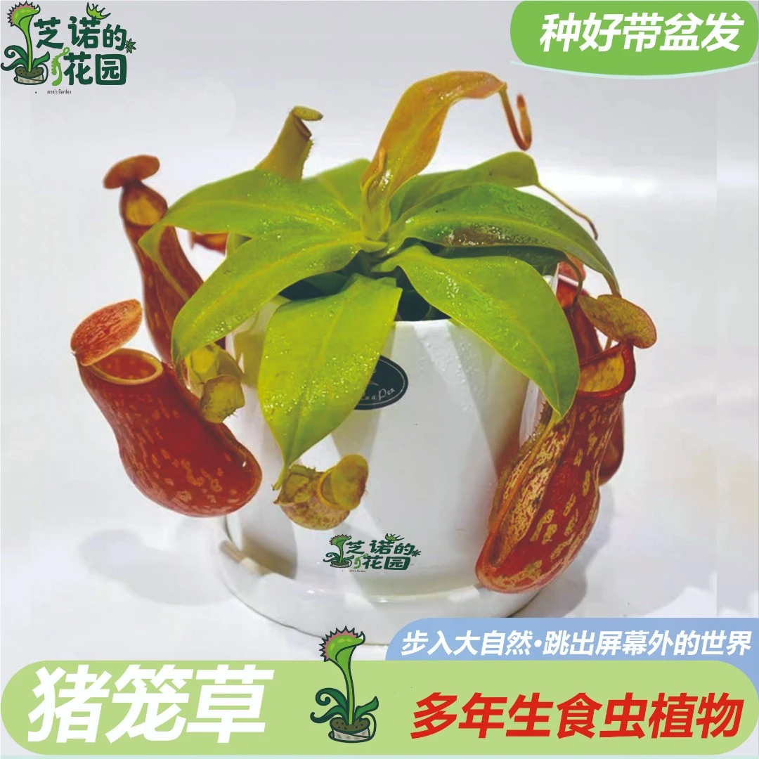 红宝石猪笼草合集食虫植物趣味驱虫室内花卉绿植盆栽