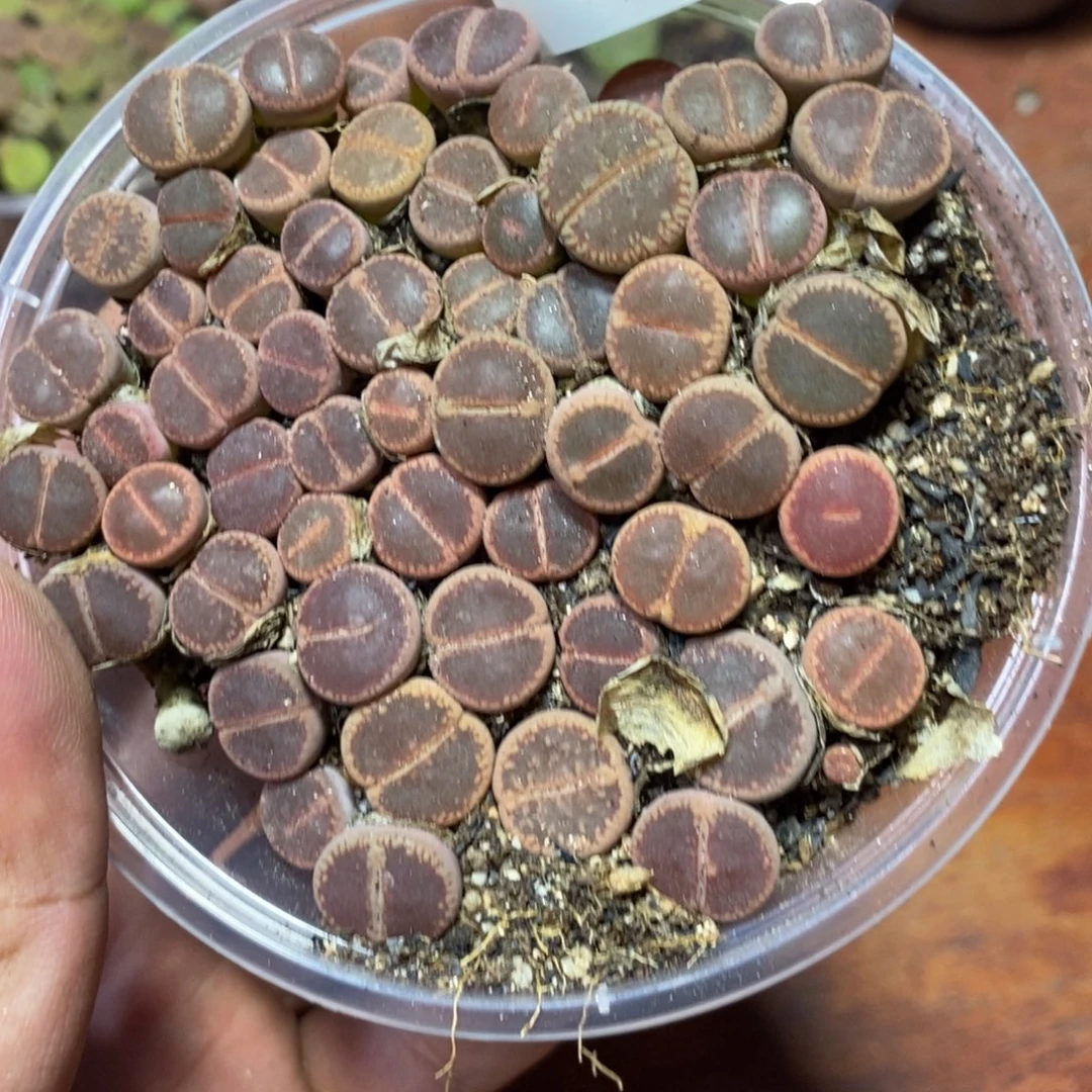 多肉蛋炒饭，感谢您相伴040