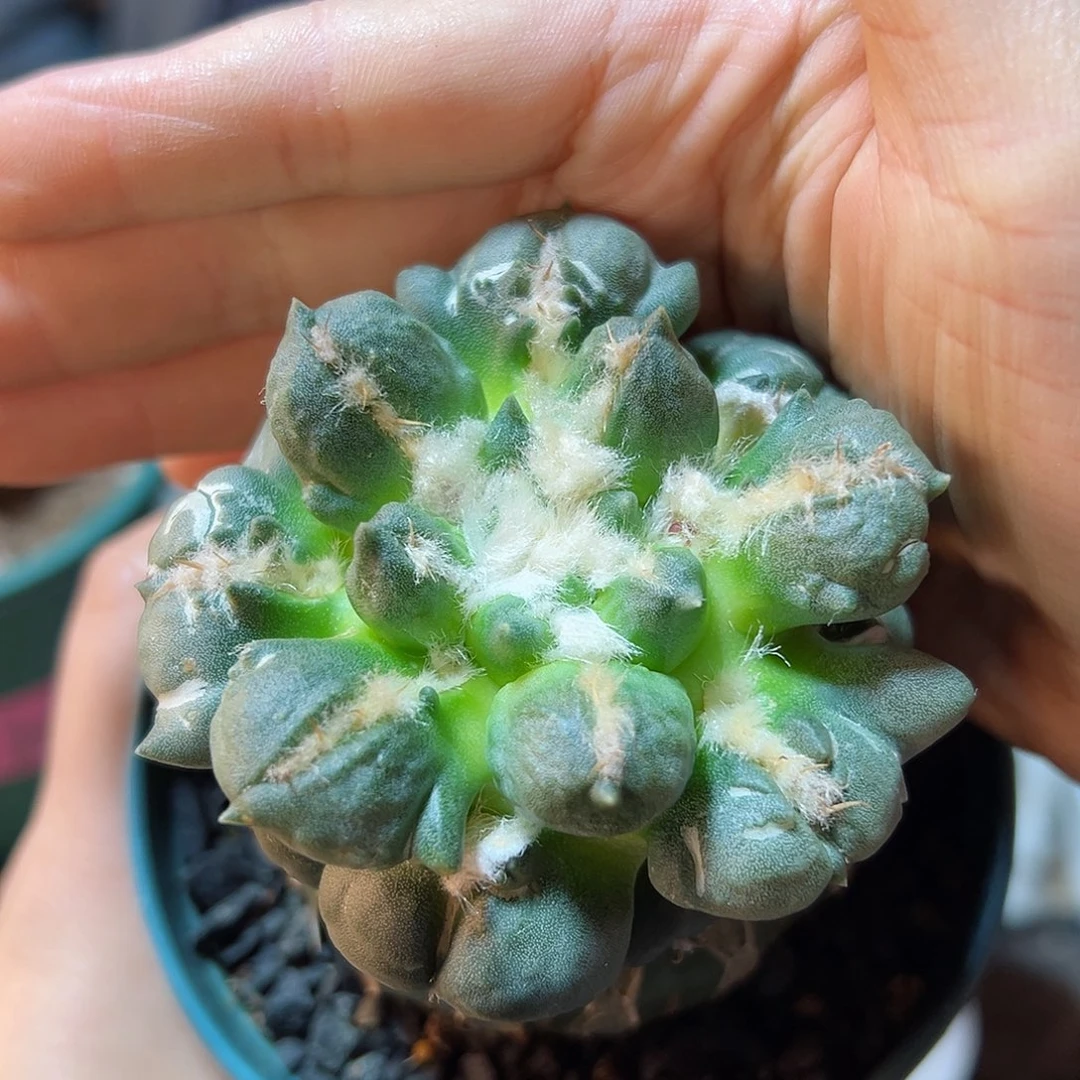 晚39号三叉尤蛋苗接草球7公分