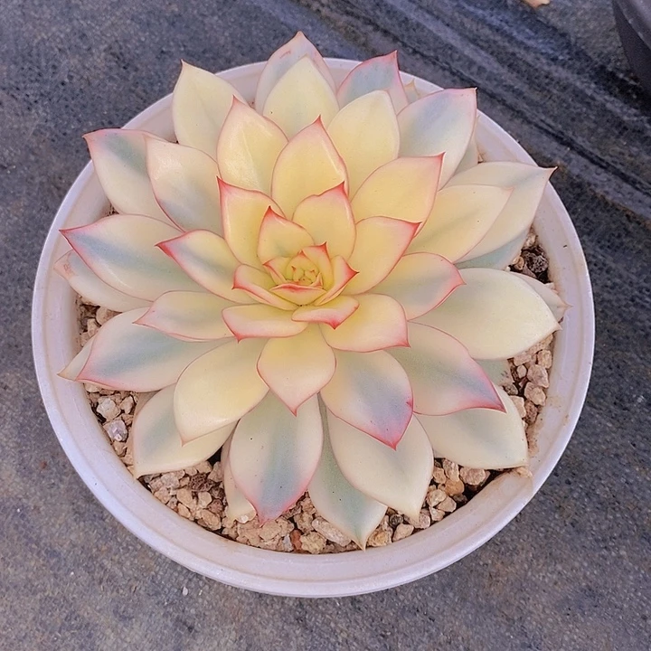 大***7月光女神锦多肉植物