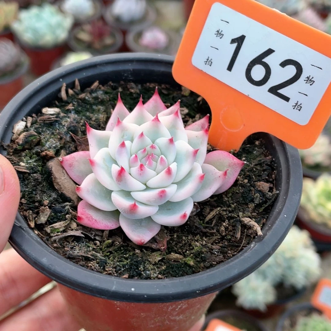 【闪购商品】夜**美162号