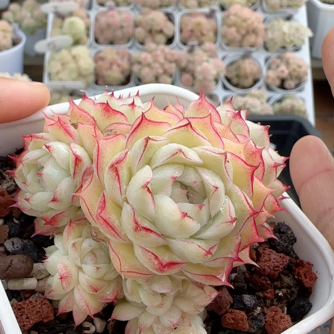 【闪购商品】0212-24边线女王