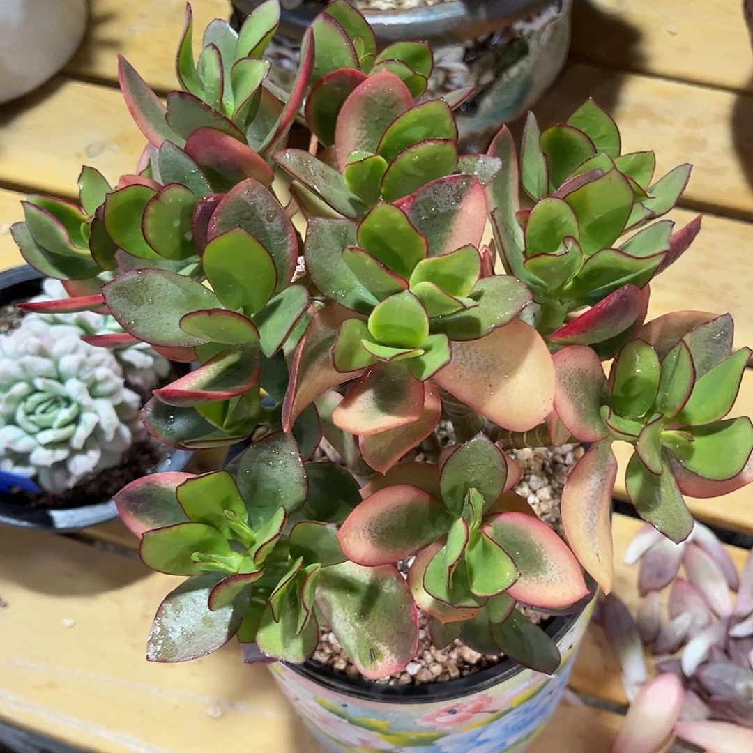 寄养链接的肉肉的