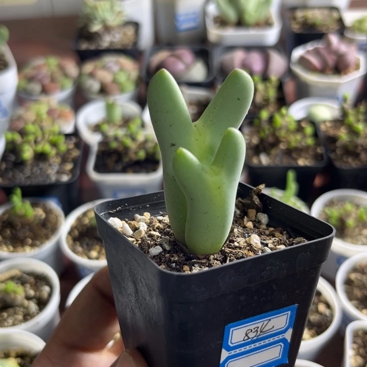 834 皮卡丘少将多肉植物